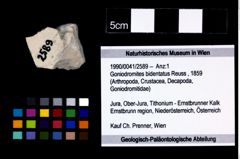 Foto (Objekt + Etikett) von Goniodromites bidentatus (Reuss, 1859)  (NHMW-GEO-1990-0041-2589)